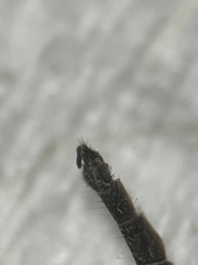 Diamesa chiobates