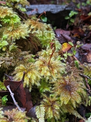 Mniodendron comosum