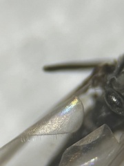 Diamesa chiobates