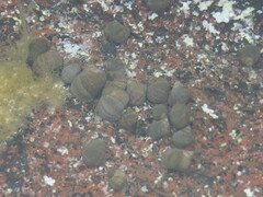Tectarius striatus