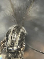 Diamesa chiobates