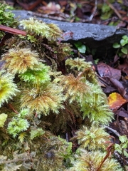 Mniodendron comosum