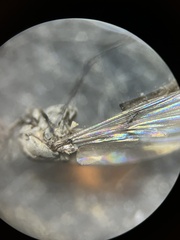 Diamesa chiobates