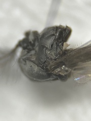 Diamesa chiobates