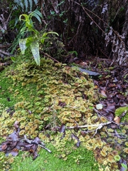 Mniodendron comosum