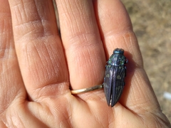 Chalcophorotaenia