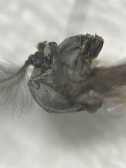 Diamesa chiobates