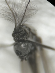 Diamesa chiobates