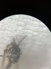 Diamesa chiobates
