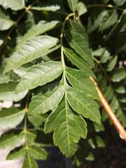 Koelreuteria paniculata