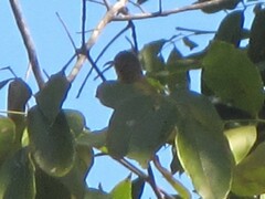 Cinnyris jugularis frenatus