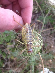 Ephippiger discoidalis