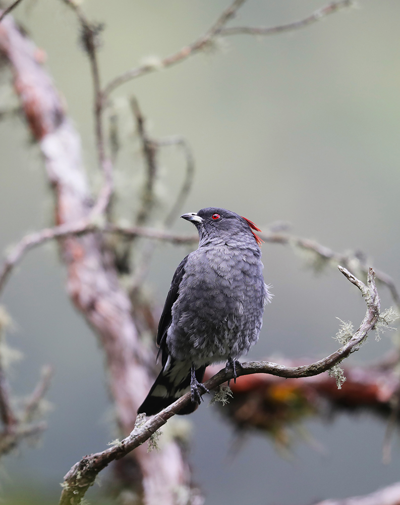 Red-crested Cotinga photo