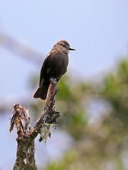 Myiotheretes fumigatus