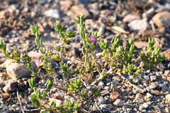 Delosperma versicolor