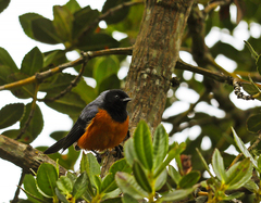 Conirostrum sitticolor