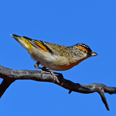 Pardalotus rubricatus
