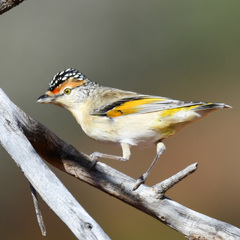 Pardalotus rubricatus
