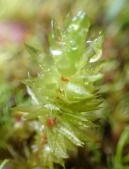 Pulchrinodus inflatus