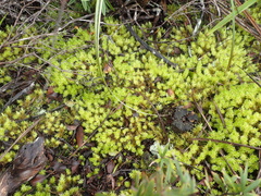 Pulchrinodus inflatus