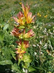 Gentiana burseri