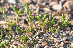 Delosperma versicolor