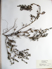 Salsola komarovii