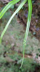 Lepisorus monilisorus