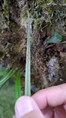 Lepisorus monilisorus