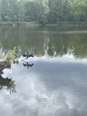Phalacrocorax carbo