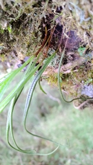 Lepisorus monilisorus