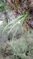 Lepisorus monilisorus