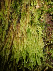 Hypnum cupressiforme filiforme