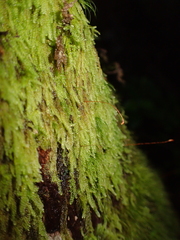 Hypnum cupressiforme filiforme