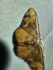 Metallaxis semipurpurascens