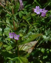 Epilobium alpestre