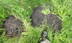 Spalax microphthalmus
