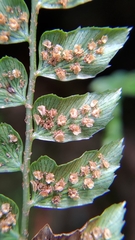 Polystichum nepalense