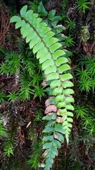 Polystichum nepalense