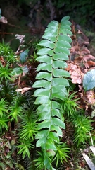 Polystichum nepalense
