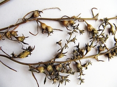 Salsola komarovii