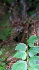 Polystichum nepalense