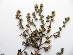 Salsola komarovii