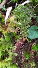 Hymenophyllum punctisorum