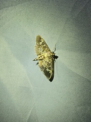 Uresiphita quinquigera