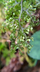 Hymenophyllum punctisorum