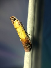 Piesmopoda semilutea