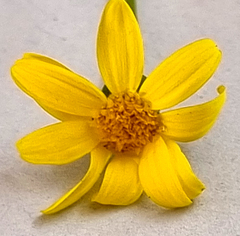 Euryops linifolius