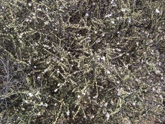 Eriocephalus microphyllus