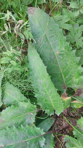Image of Tilesius’ Saw-Wort (Saussurea pseudotilesii) by (c) Lena Perova, some rights reserved (CC BY)